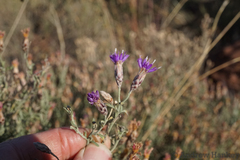 Oocephala staehelinoides