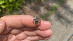 Acanthocoris sordidus