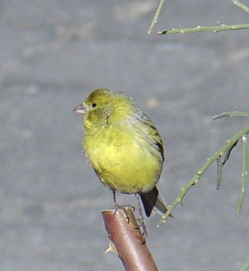 Atlantic Canary