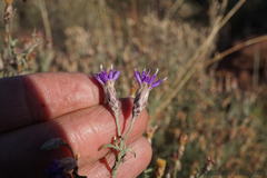 Oocephala staehelinoides