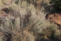 Oocephala staehelinoides