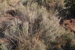 Oocephala staehelinoides