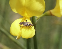 Capsodes flavomarginatus