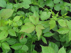 Rubus steelei
