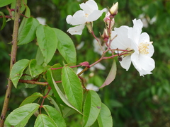 Henry's rose (Rosa henryi)