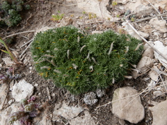Draba dedeana