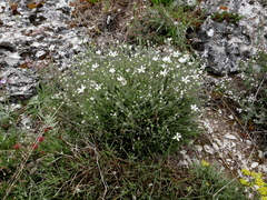 Arenaria grandiflora