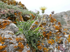 Crepis albida