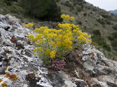 Alyssum fastigiatum