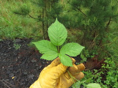 Rubus steelei