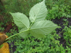 Rubus steelei