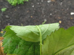 Rubus steelei