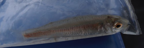 Slanke koornaarvis (Atherinosoma elongata) — Atherinidae — 3
