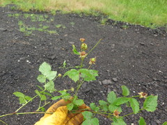 Rubus steelei