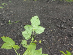 Rubus steelei