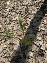 Vicia venosa baicalensis