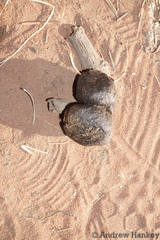 Equus quagga burchellii