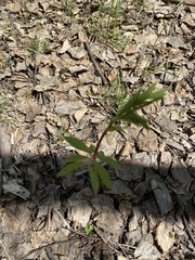 Vicia venosa baicalensis