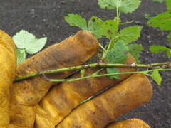 Rubus steelei