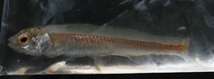 Atherinosoma elongatum