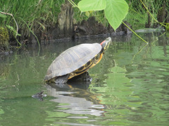 Trachemys scripta elegans