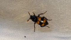 Nicrophorus quadripunctatus
