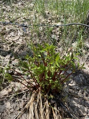 Vicia venosa baicalensis