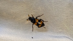 Nicrophorus quadripunctatus