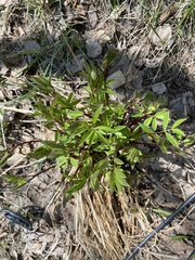 Vicia venosa baicalensis