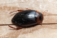 Rhantus exsoletus