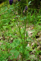 Aquilegia nigricans
