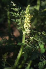 Corydalis ophiocarpa