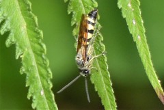 Campsomeriella