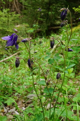 Aquilegia nigricans