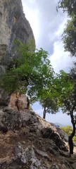 Acer granatense