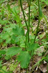 Aquilegia nigricans