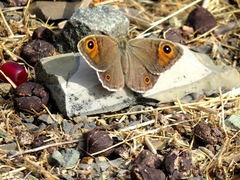 Lasiommata menava