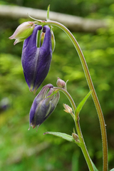 Aquilegia nigricans