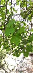 Acer granatense
