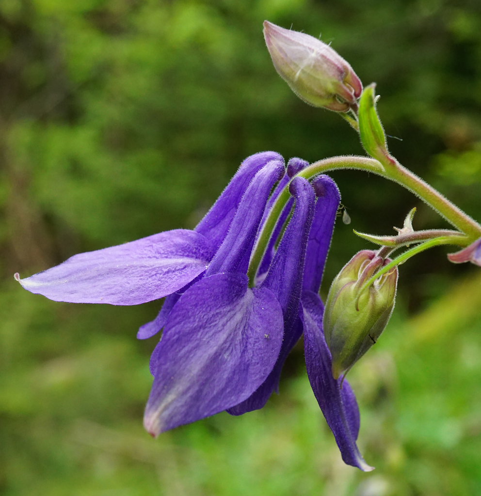Aquilegia nigricans — a medium houseplant, prefers partial sun light