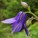 Blackish Columbine - Photo (c) Patrick Hacker, some rights reserved (CC BY), uploaded by Patrick Hacker
