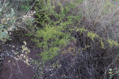 Asparagus cooperi
