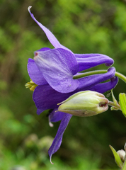 Aquilegia nigricans