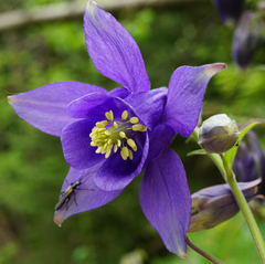 Aquilegia nigricans
