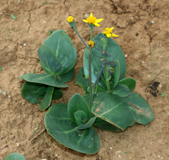Senecio ruwenzoriensis