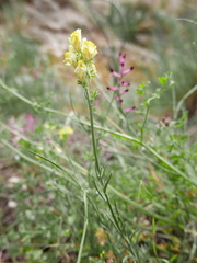 Linaria supina