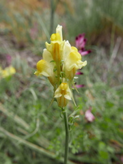 Linaria supina