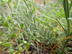 Linaria supina