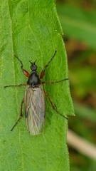 Bibio lanigerus