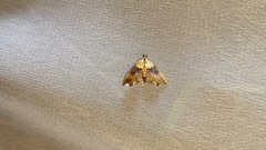 Agrotera